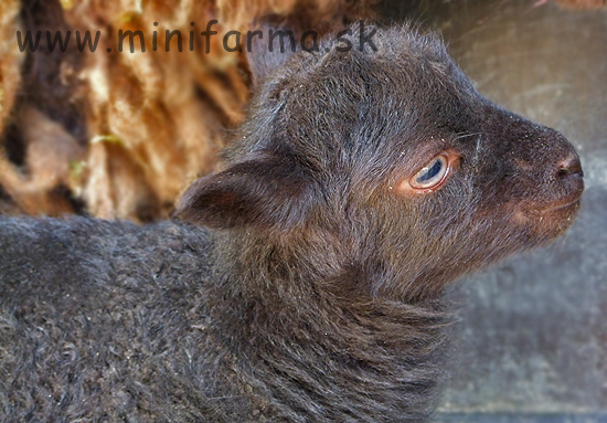 Fotogaléria: Prvá ovečka, nový capko, nové kozičky s PoP a nové seno v stodole
